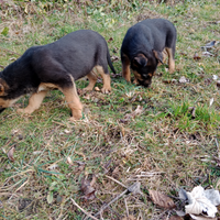 Ultimi 2 cuccioli figli di pastore tedesco nero fo