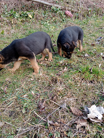 Ultimi 2 cuccioli figli di pastore tedesco nero fo