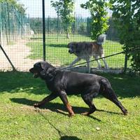 Darko rottweiler in adozione