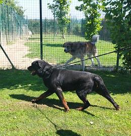 Darko rottweiler in adozione