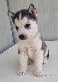 Cucciolo di siberian husky