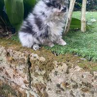 Maschietto di spitz Pomerania merle