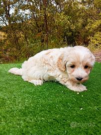 Cuccioli di Maltipoo