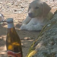 Cucciola simil labrador