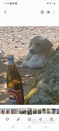 Cucciola simil labrador