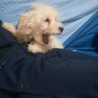 Cane maltese