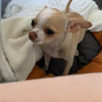Chihuahua femmina 1 anno . Pesa 2 kg e mezzo