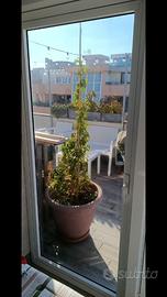 tenda cristal+porta alluminio ad un anta