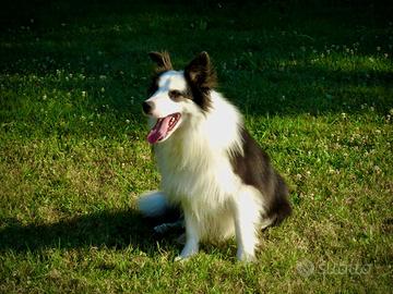 Border collie