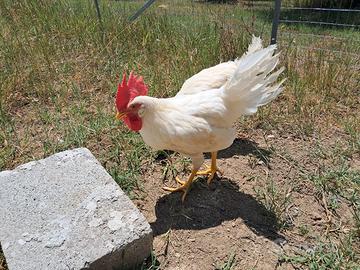 Gallo razza livornese bianco