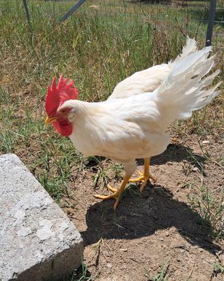 Gallo razza livornese bianco