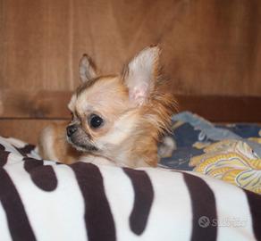 Cucciolo chihuahua a pelo lungo