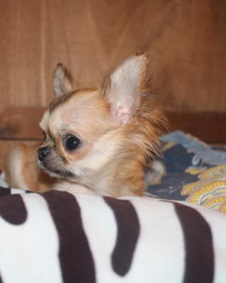 Cucciolo chihuahua a pelo lungo