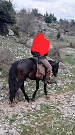 Vendita Stallone appendix