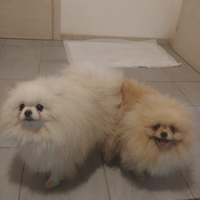 Volpino Pomerania GRAVIDA femmina e maschio