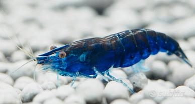 Caridine ampullarie e altro