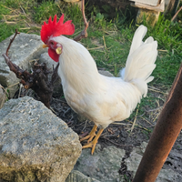 Gallo bianco
