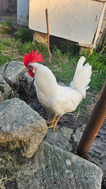 Gallo bianco