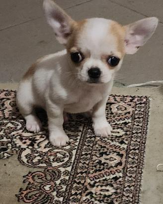 Cucciolo di chihuahua