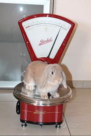 Bilancia BERKEL modello K a 5 kg restaurata rossa