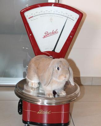 Bilancia BERKEL modello K a 5 kg restaurata rossa