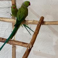 Parrochetto dal collare