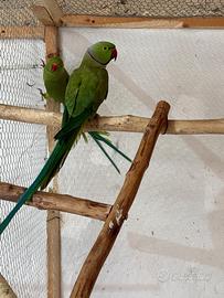 Parrochetto dal collare