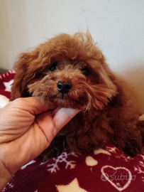 Barboncino minitoy red maschietto 7 mesi