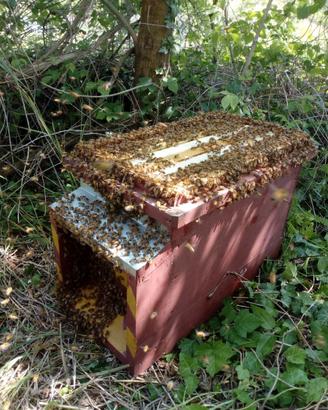 Nuclei di api biologici biodinamici