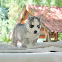 Cucciolo di Husky grigio