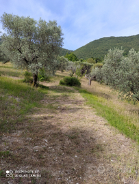 Terreno con casetta