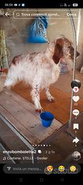 Cani di setter