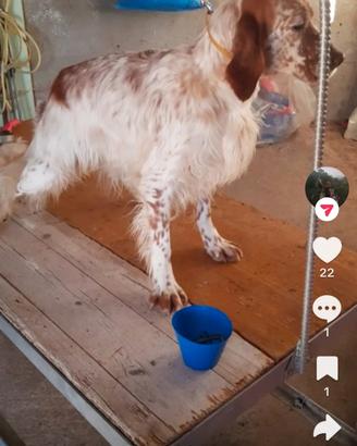 Cani di setter
