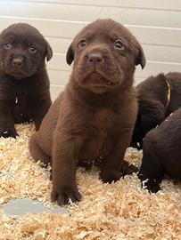Labrador cuccioli cioccolatoo con pedigree
