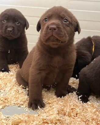 Labrador cuccioli cioccolatoo con pedigree
