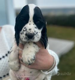 Cocker spaniel inglese con pedigree, maschio