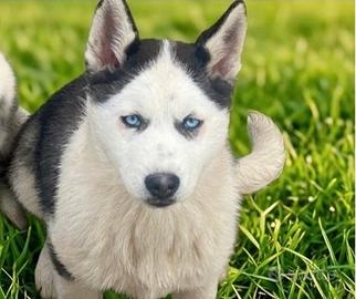 Femminuccia di Siberian Husky