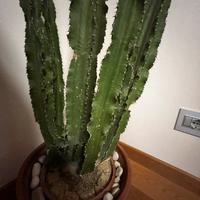 Pianta grassa (cactus)