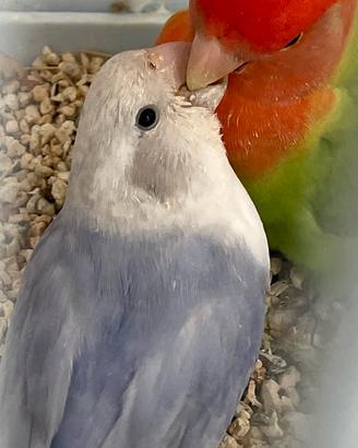 Coppia di pappagalli inseparabili