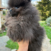 Cucciolo Spitz nano pomaranian