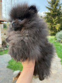 Cucciolo Spitz nano pomaranian
