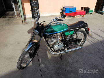 Beta camoscio conservato