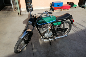 Beta camoscio conservato