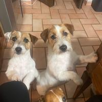 Jack russel