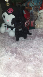 Cuccioli di barboncino toy