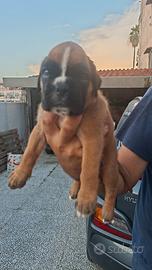 Boxer