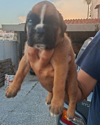 Boxer