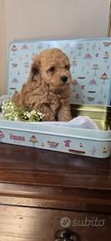 Cuccioli di barboncino