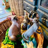 Sphynx in Liguria con pedigree e microchip