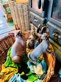 Sphynx in Liguria con pedigree e microchip